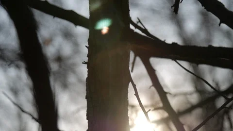 Creepy leafless tree slow motion sun flare Stock Footage 104806402