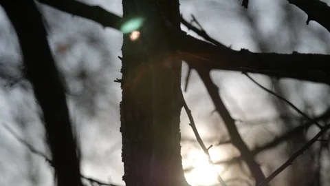 Creepy leafless tree slow motion sun flare still Stock-Footage 104806447