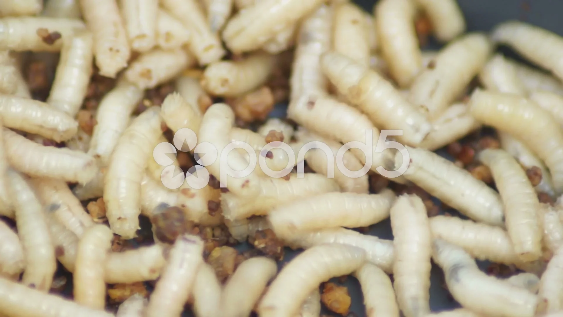 Creepy Maggots(Acheta Domesticus)Fat ins, Stock Video