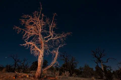 Creepy mojave tree Stock Photos