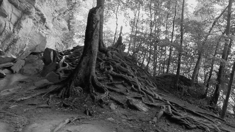 Creepy old tree exposed slithering roots with old film texture 스톡 동영상 90157957