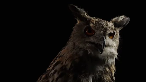 Creepy owl is looking around in dramatic lighting, close up Stock Footage 136077633