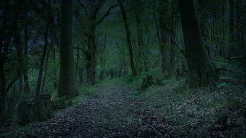 Creepy Path Through Woods At Dusk Stock Footage