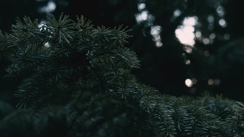 The creepy pathway Stock Footage 107941790