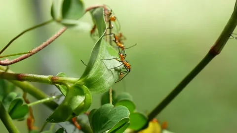Creepy red ants 1 스톡 동영상 201972018