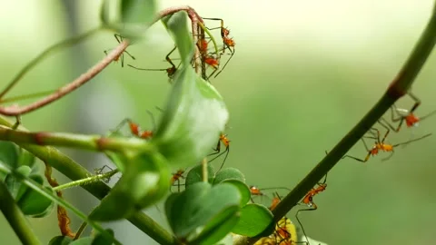 Creepy red ants 3 스톡 동영상 201972210