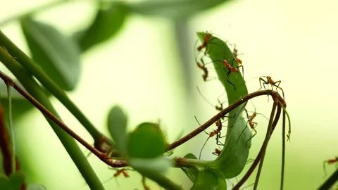 Creepy red ants 4 스톡 동영상 201972040
