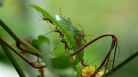 Creepy red ants 5 스톡 동영상 201972192
