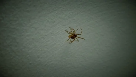 Creepy Spider Crawling at Night Scary Terrifying Night Creature Arachnophobia Stock Footage