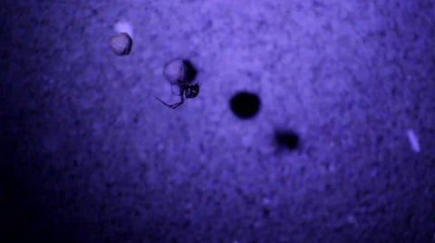 Creepy Spider With Moving Shadows Stock Footage 42009302
