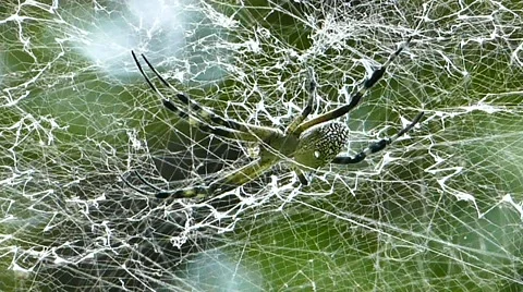 Creepy spider in spider web. Stock Footage 56131846