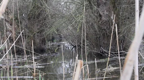 Creepy swamp Vídeos de archivo 22565187