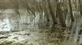 creepy swamp pan HD Footage