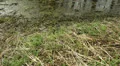 creepy swamp tilt HD видео футажи