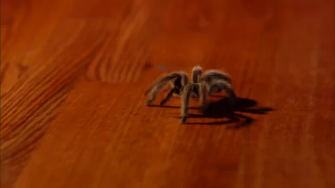 Creepy tarantula spider Stock Footage 253599820