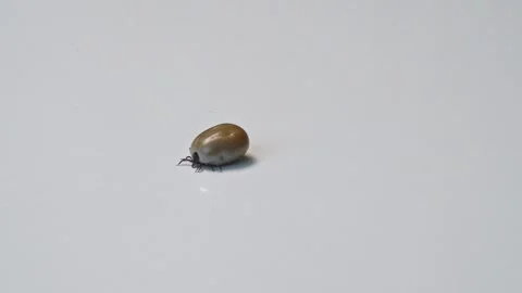 Creepy Tick parasite is crawling on white laboratory surface - Detailed Stock Footage 244296830