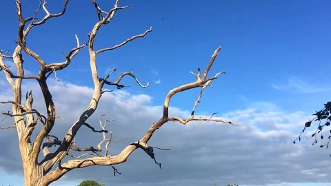 Creepy Tree and Clouds Timelapse Stock Footage 81282235