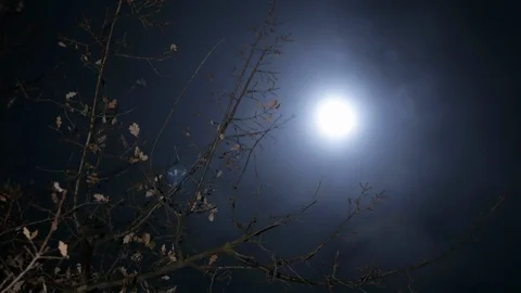 Creepy Tree And Moon Stock Footage 100649368