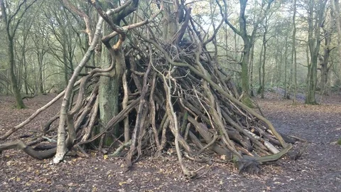 Creepy tree branches in Epping forest England Stock Footage 119535509