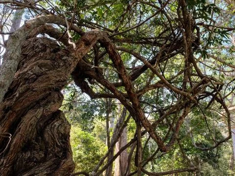 Creepy tree featuring a dramatically twisted and warped trunk. Stock Photos
