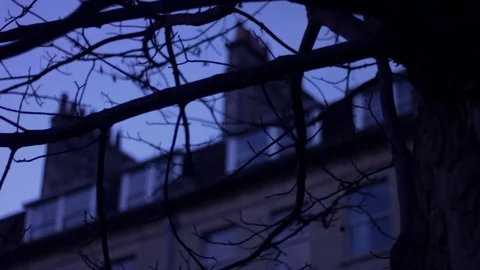 Creepy Tree Stock Footage 81438674