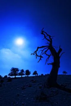 Creepy tree at night Stock Photos