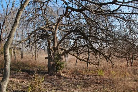 Creepy Tree Stock Photos