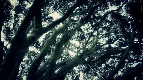 Creepy Tree Shot 動画素材 38505579