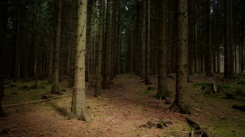 Creepy trees inside a dark forest. Stock Footage 167163802