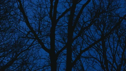 Creepy Trees moving in the wind Stock Footage 228870237