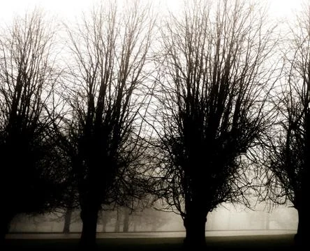 Creepy trees in the shadows Stock Photos