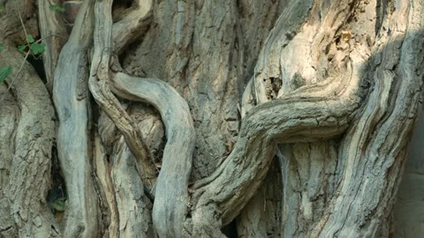 Creepy twisted trunks growing on a wall Stock Footage 253325896