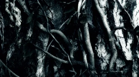 Creepy Vines on Tree in Moonlight Stock Footage 54185108