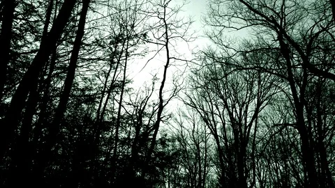 Creepy walk through the woods something out there Stock Footage