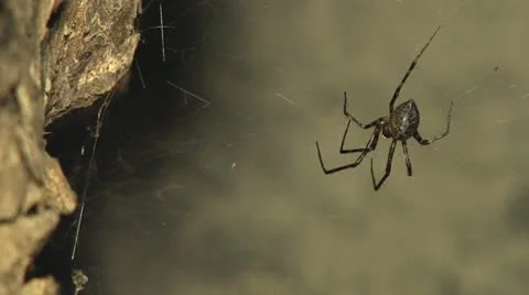Creepy Web Spider in Tree Hollow at Night Stock-Footage 10759399