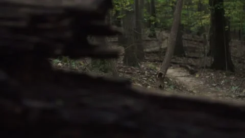 Creepy woods Stock Footage 139371014