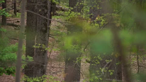 CREEPY WOODS Video stock 194454324