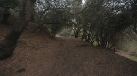 Creepy Woods Smooth Motion 스톡 동영상 35546221