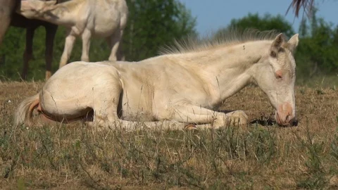 Cremello foal chilling on a grass Stock Footage 113269378