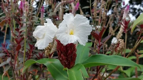 Crepe ginger flower Stock Footage 210753766