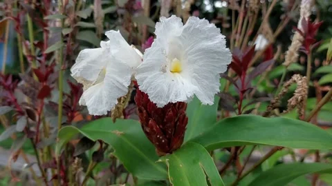 Crepe ginger flower Stock Footage 210753807