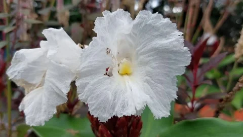 Crepe ginger flower Stock Footage 210754091