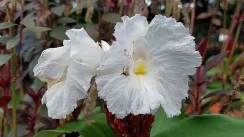 Crepe ginger flower Stock Footage 210754097