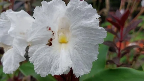 Crepe ginger flower Stock Footage 210754102