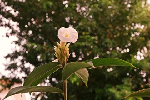 Crepe ginger Stock Photos