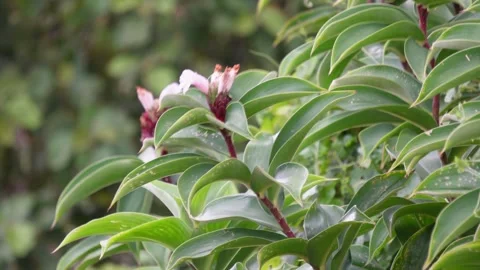 Crepe ginger plants Stock Footage 344812694