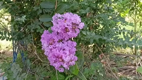 Crepe Myrtle Bee Pollination Horizontal 動画素材 338422822