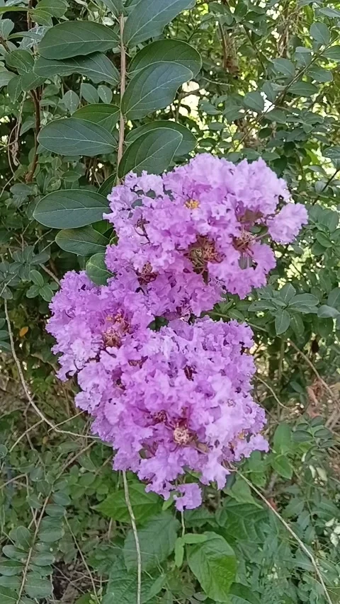 Crepe Myrtle Bee Pollination Vertical Video Vidéo 338422772