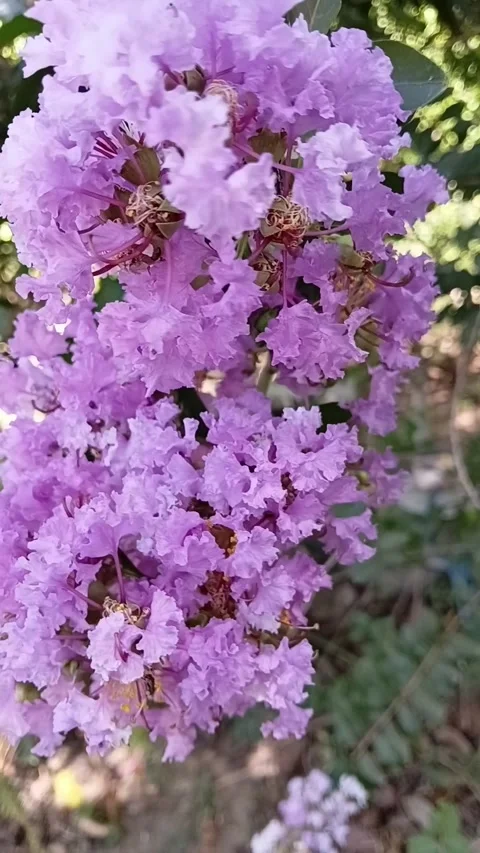 Crepe Myrtle Macro Bee Pollination Vertical 動画素材 338422773