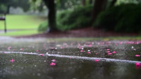 Crepe Myrtle Petals Rain Stock Footage 201610693